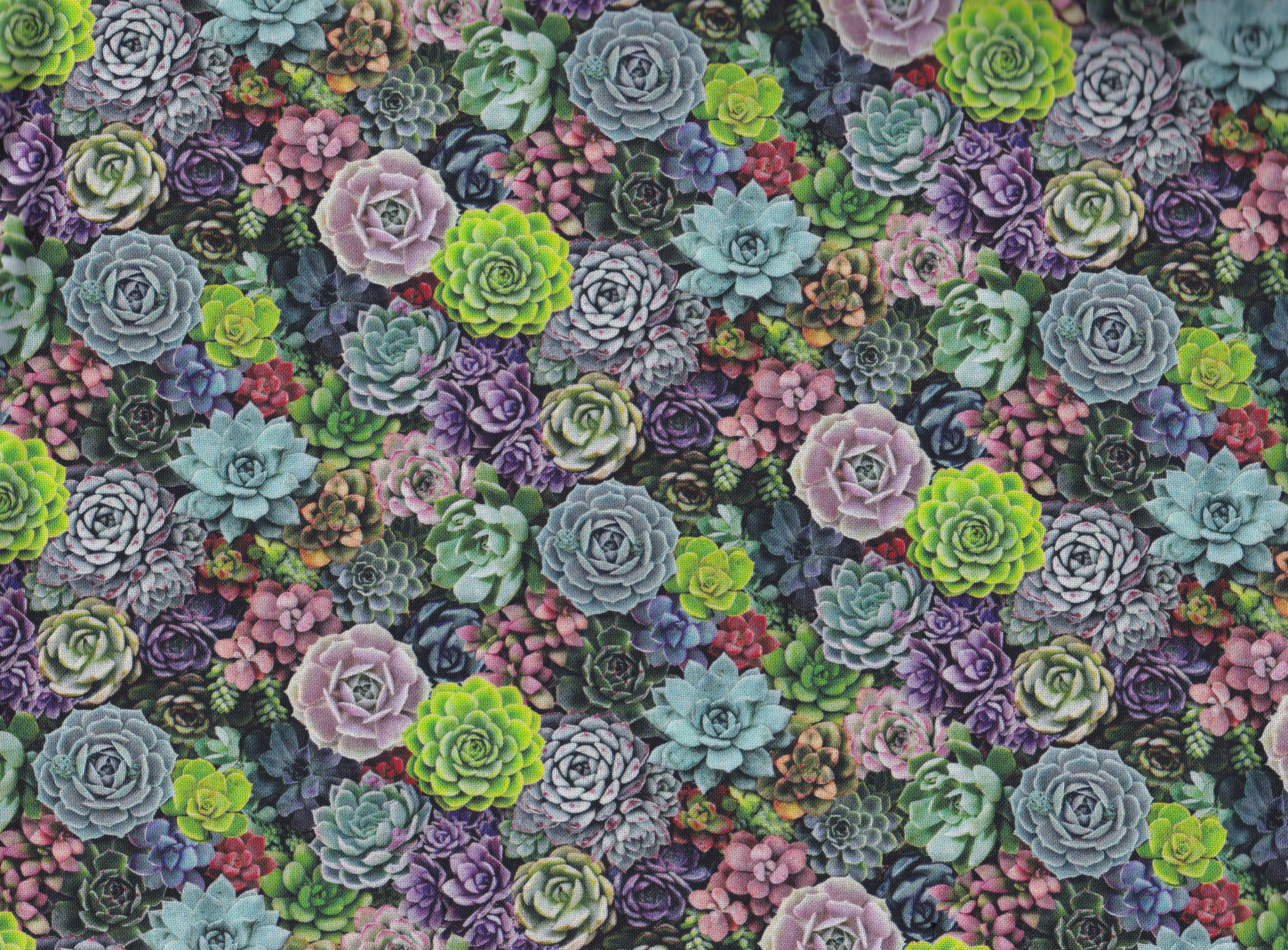 Landscape Medley/ Sukkulent