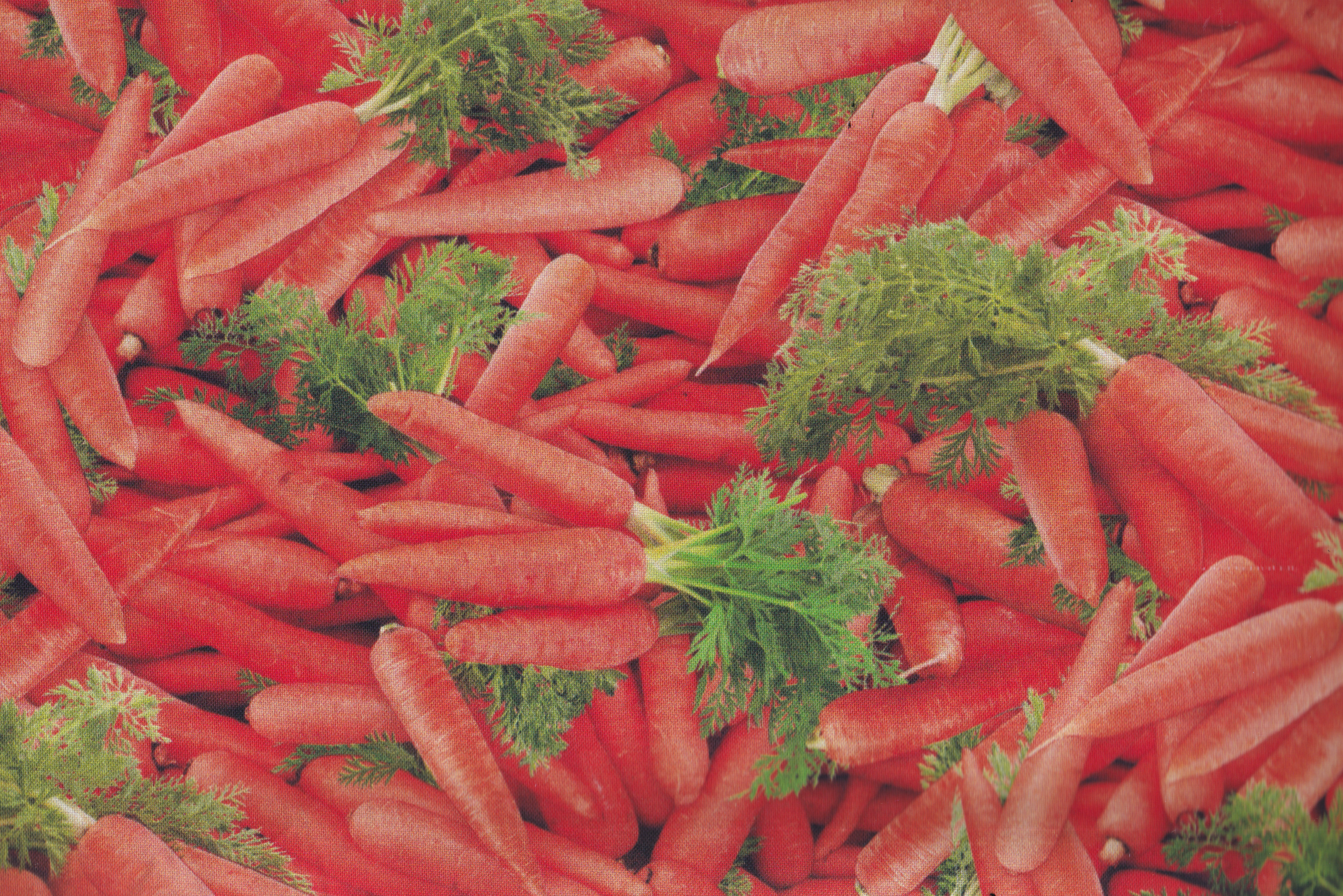 Food Festival  Carrots