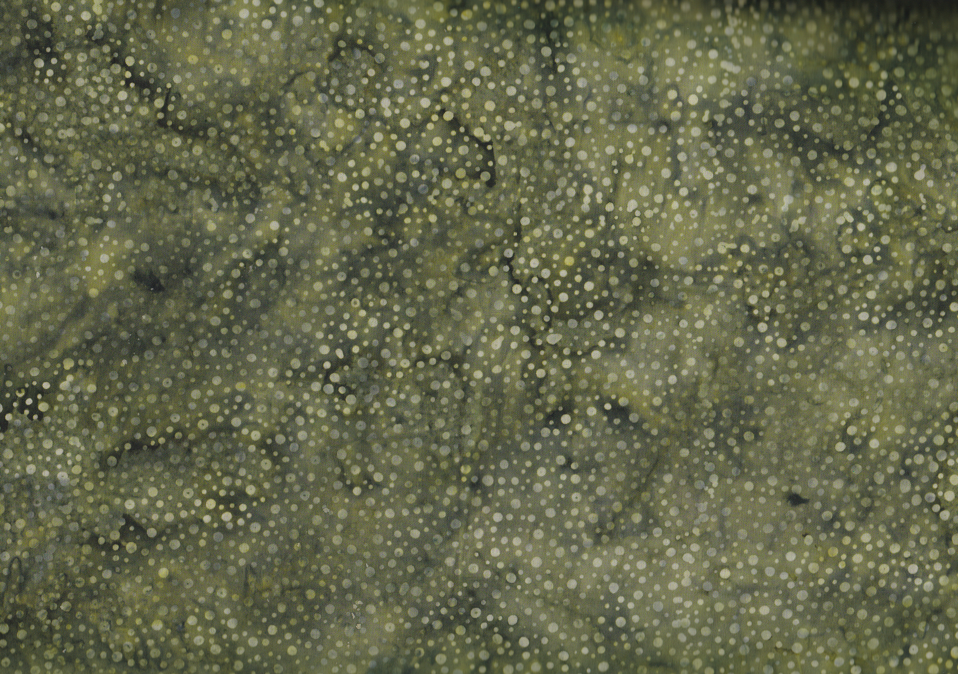 3019-111 Watermelon