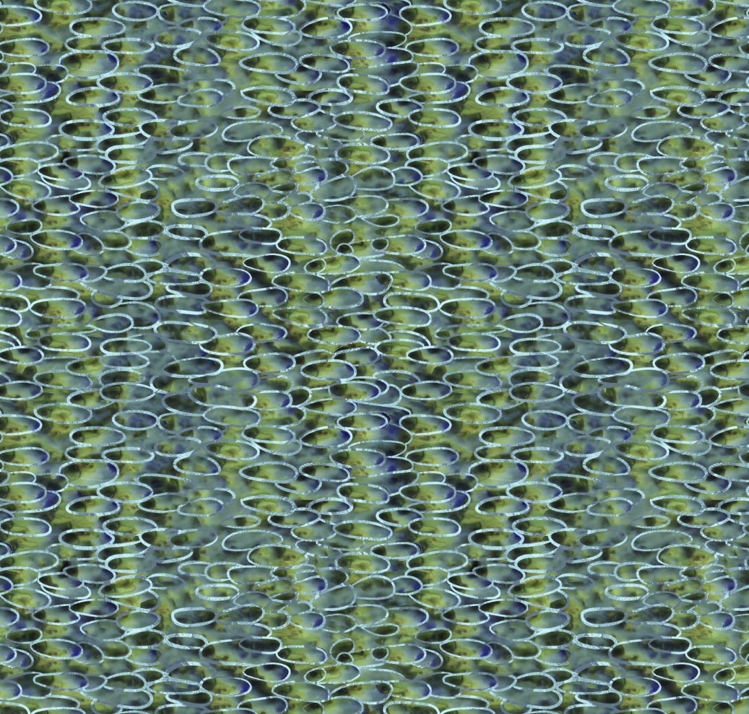 Spring in the Northwoods