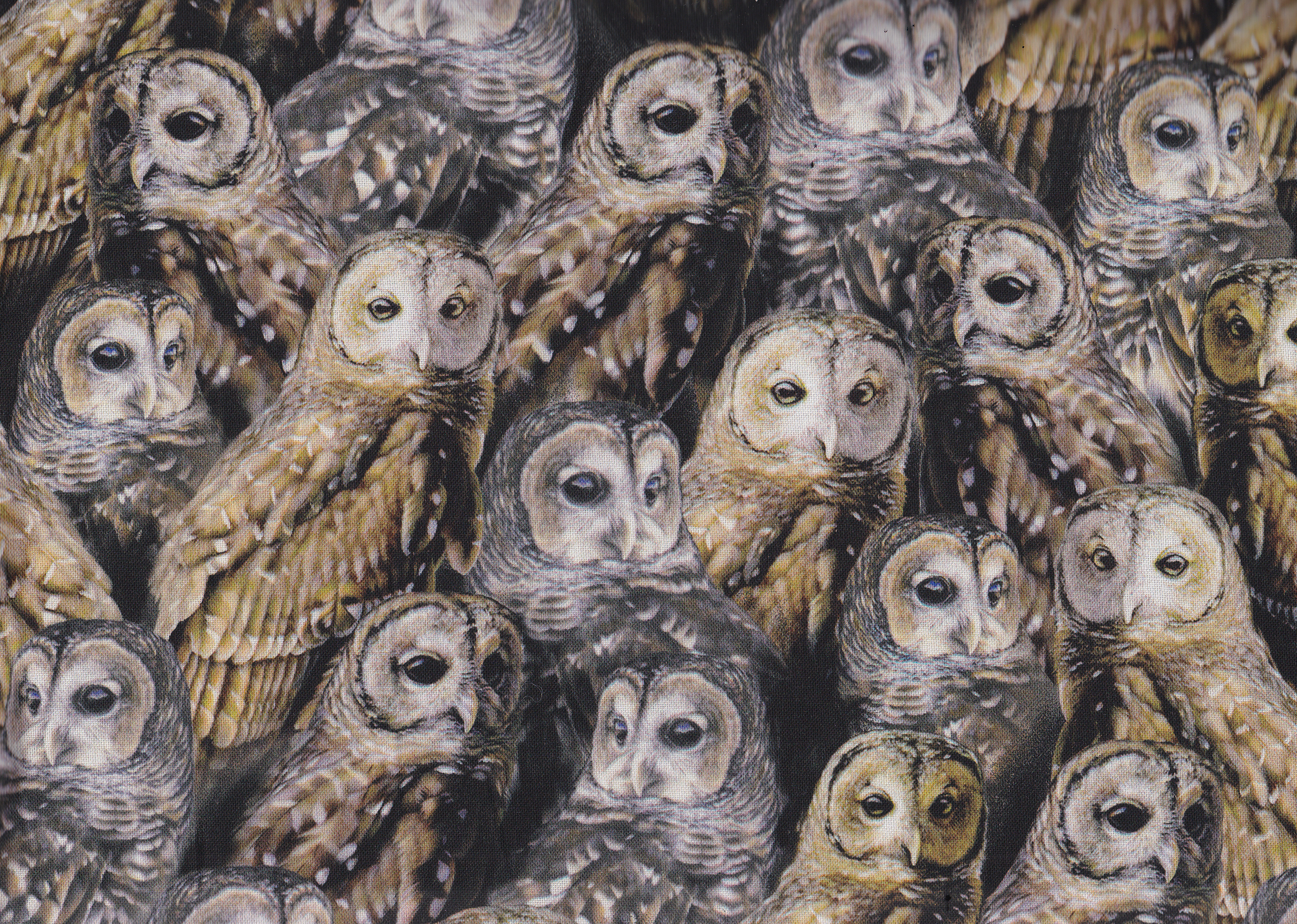 Nocturnal Wonders Owls
