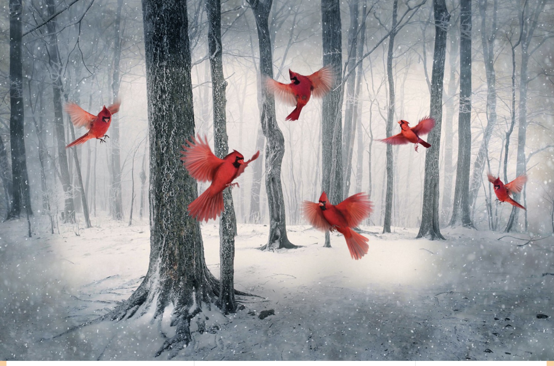 Cardinal/ Nur noch 1 Panel