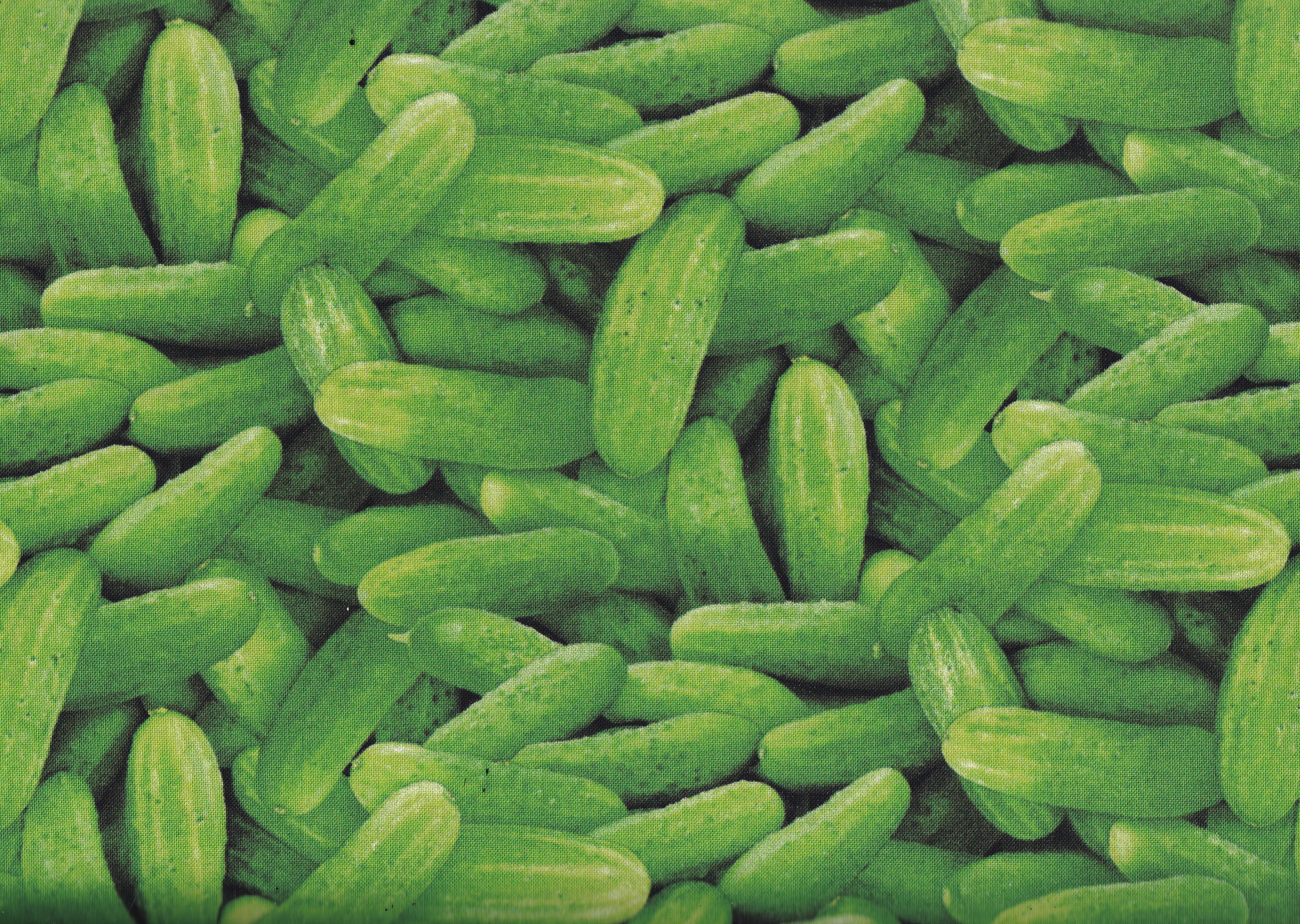 Food Festival  Gurke