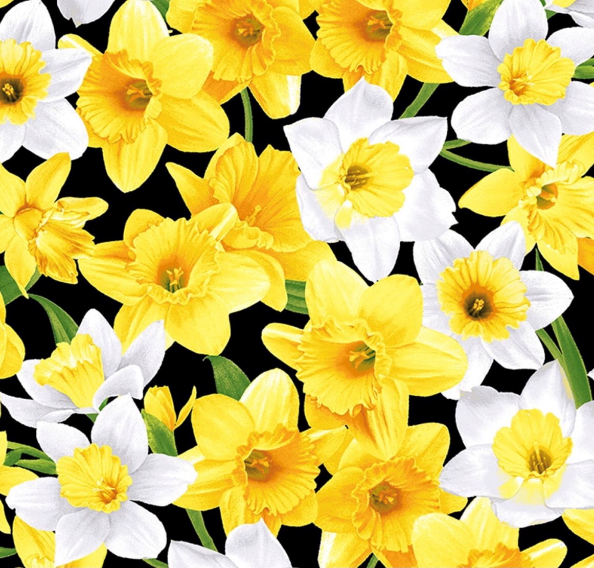 Daffodils