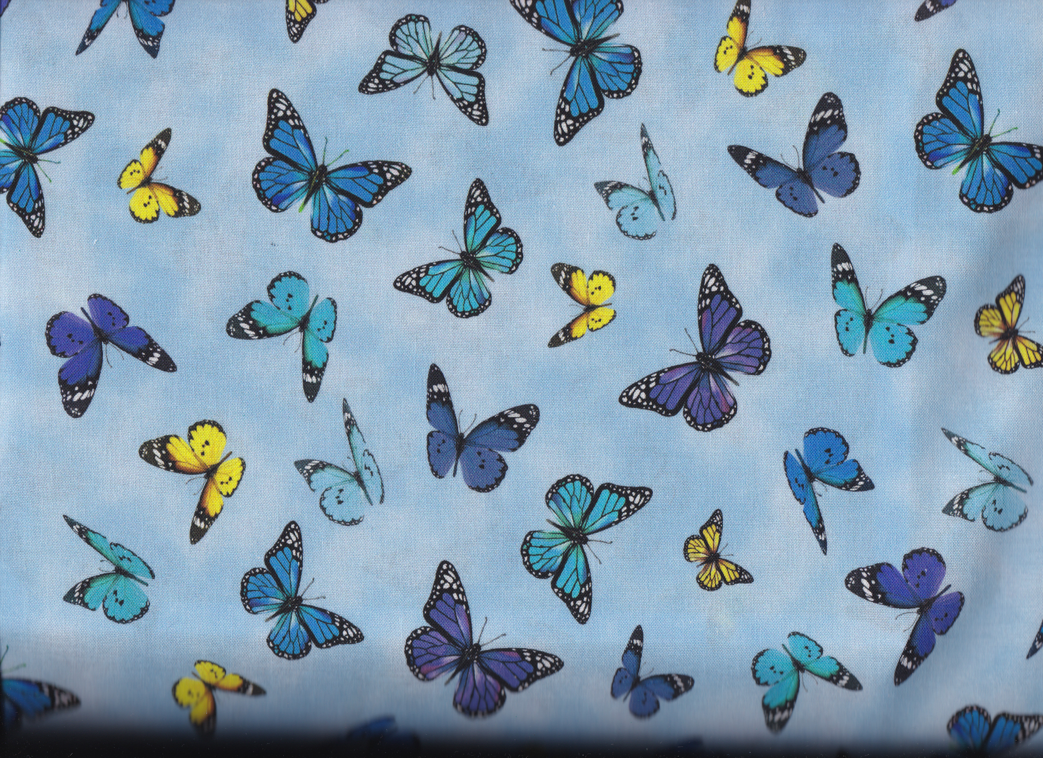 Butterflies/ Serie Mariposa