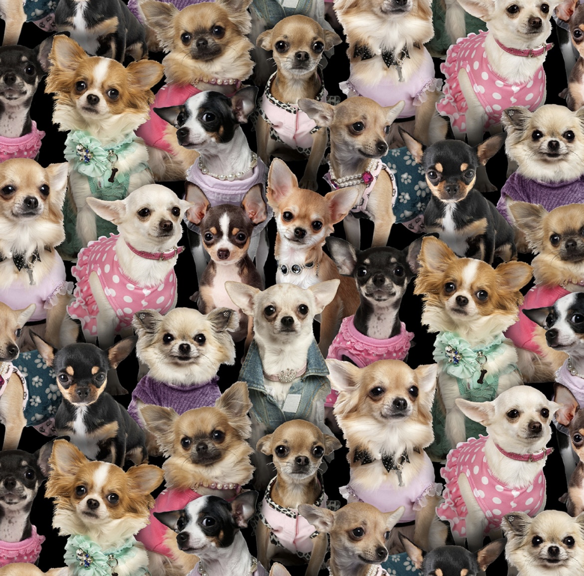 Stoff mit Chihuahuas, Baumwollstoff mit Hunde Motiven