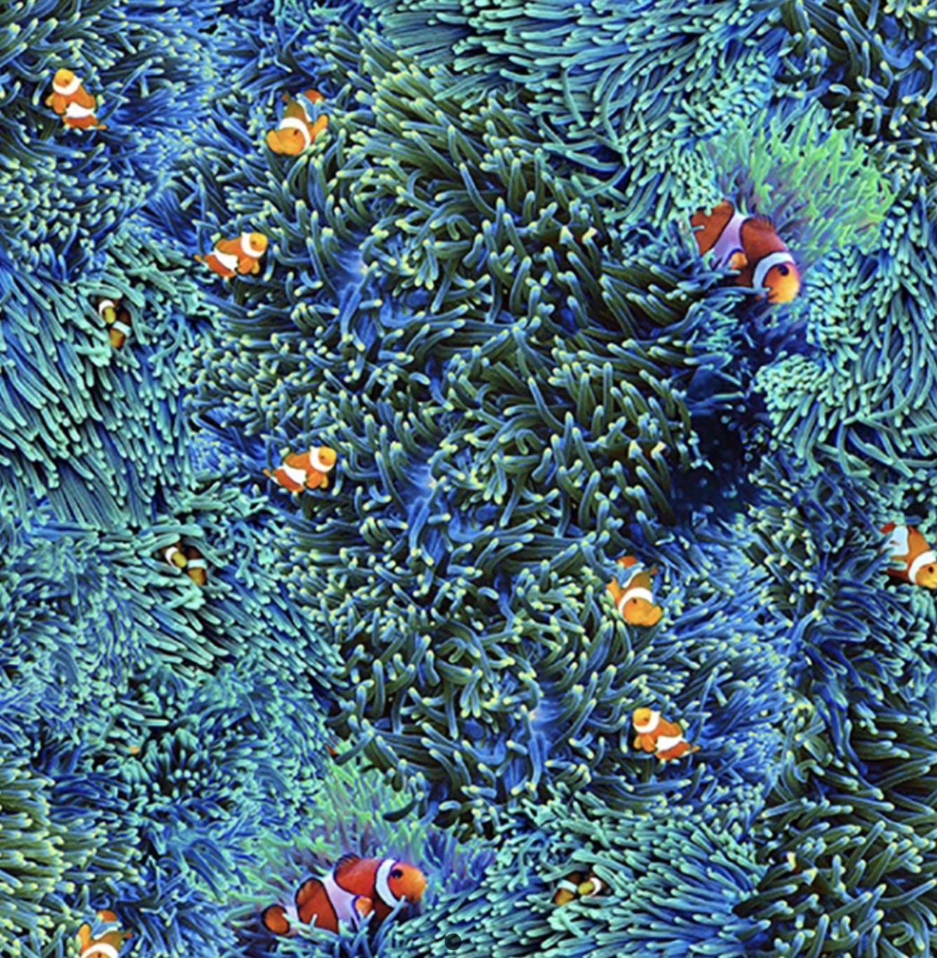 Fische/ Nemo