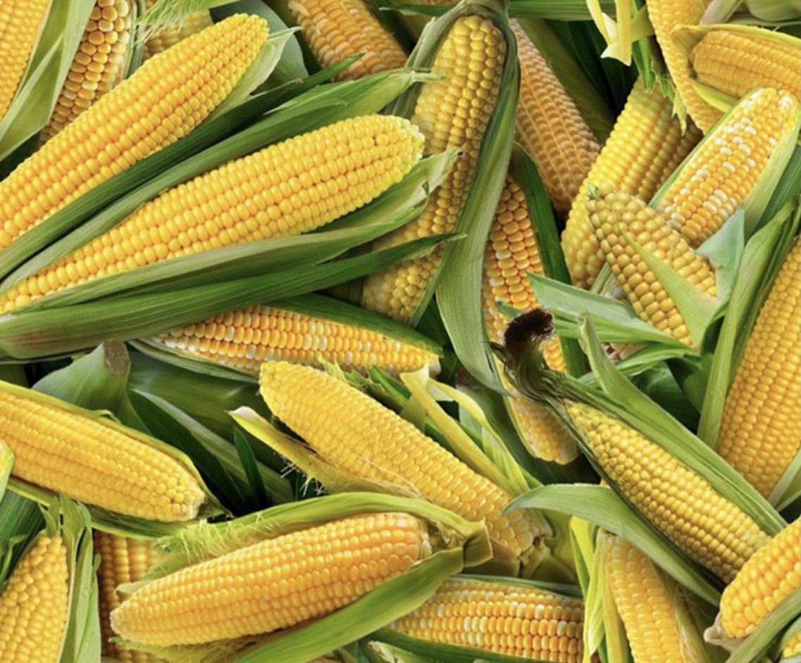 Food Festival  Corn on the cob