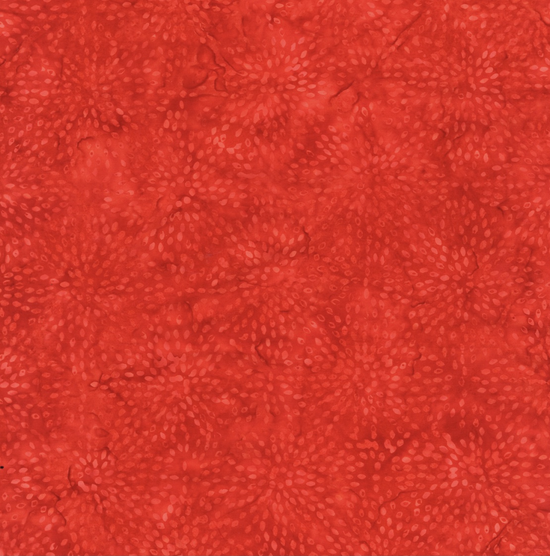 Tonga Tomato/ Brightside