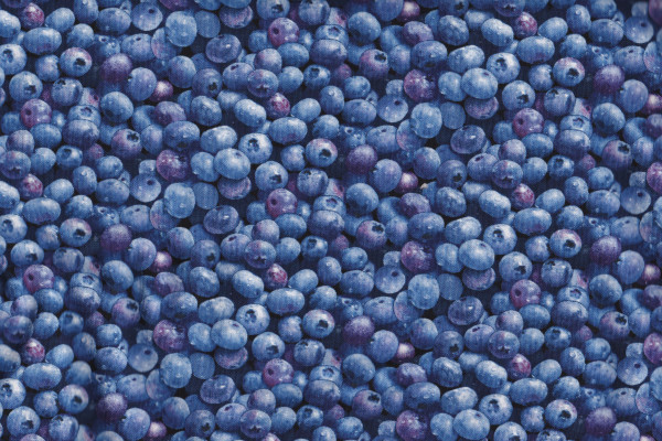 Berry Good - Blaubeeren