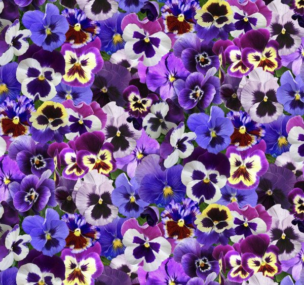 Pansy